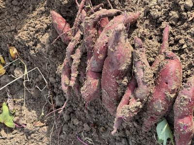 actualité - Du champ à l’assiette : la première cueillette de patates douces