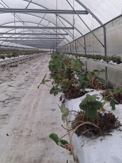 actualité - La culture de fraises à Cergy : une préparation essentielle pour la saison 2026