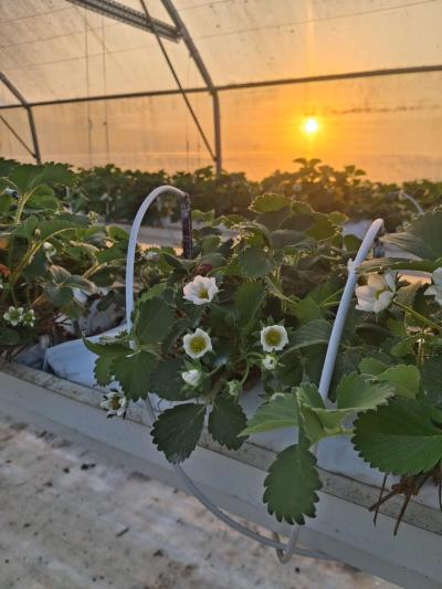 actualité - De la fleur au fruit : l’évolution prometteuse de nos fraisiers